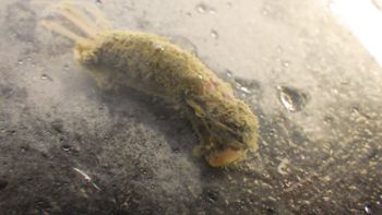 Media type: image;   Invertebrate Zoology 153512 Description: live specimen;
